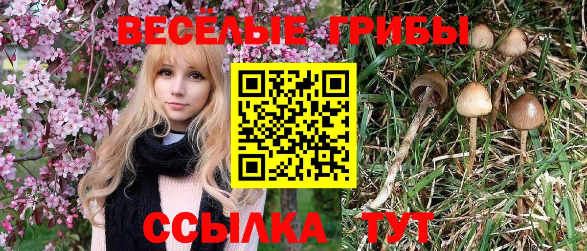 Галлюциногенные грибы мицелий  Вход с VPN  Междуреченск 